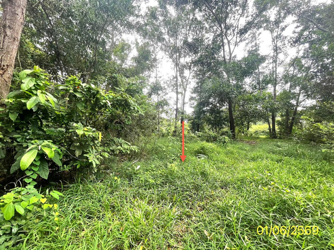 picture LAND 358.5 Sq.w. Hat Yai Songkhla for 2.1M - 17/25