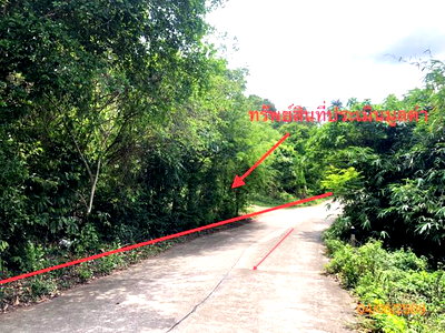 Land for sale Ko Samui Surat Thani : LAND 1519 Sq.w. Ko Samui Surat Thani for 14M