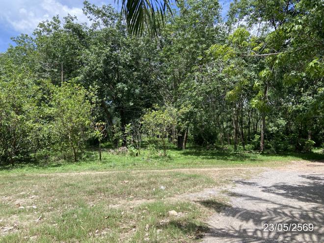 picture HOME 6467.9 Sq.w. Thepha Songkhla for 4.6M - 14/35