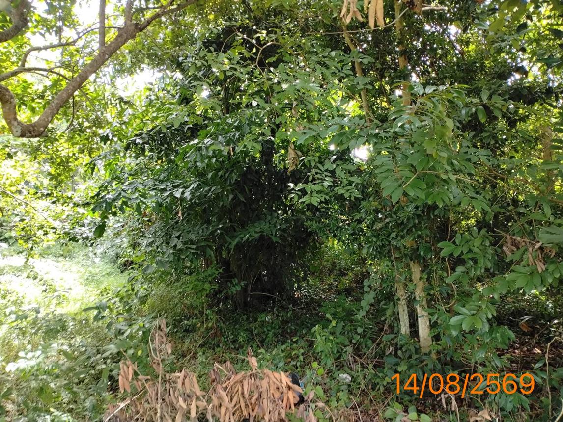 picture HOME 379.2 Sq.w. Muang Krabi Krabi for 2.8M - 25/29