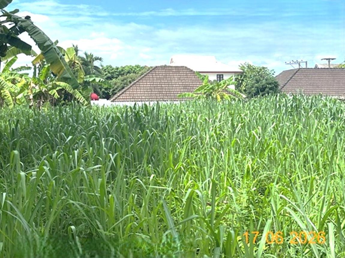 picture LAND 381.5 Sq.w. Muang Lampang Lamphang for 1.1M - 13/19