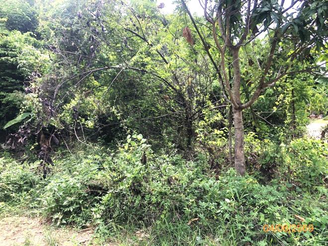 picture LAND 1519 Sq.w. Ko Samui Surat Thani for 14M - 6/15