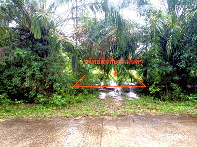 Land for sale Palian Trang : LAND 1463.3 Sq.w. Palian Trang for 2.9M