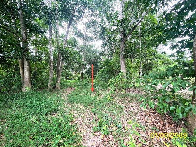 picture LAND 358.5 Sq.w. Hat Yai Songkhla for 2.1M - 4/25