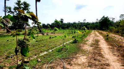 ที่ดิน ปราจีนบุรี : ขายที่ดินแปลงใหญ่ ใกล้สนามกอล์ฟ