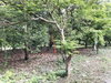 listing thumbnail image 12