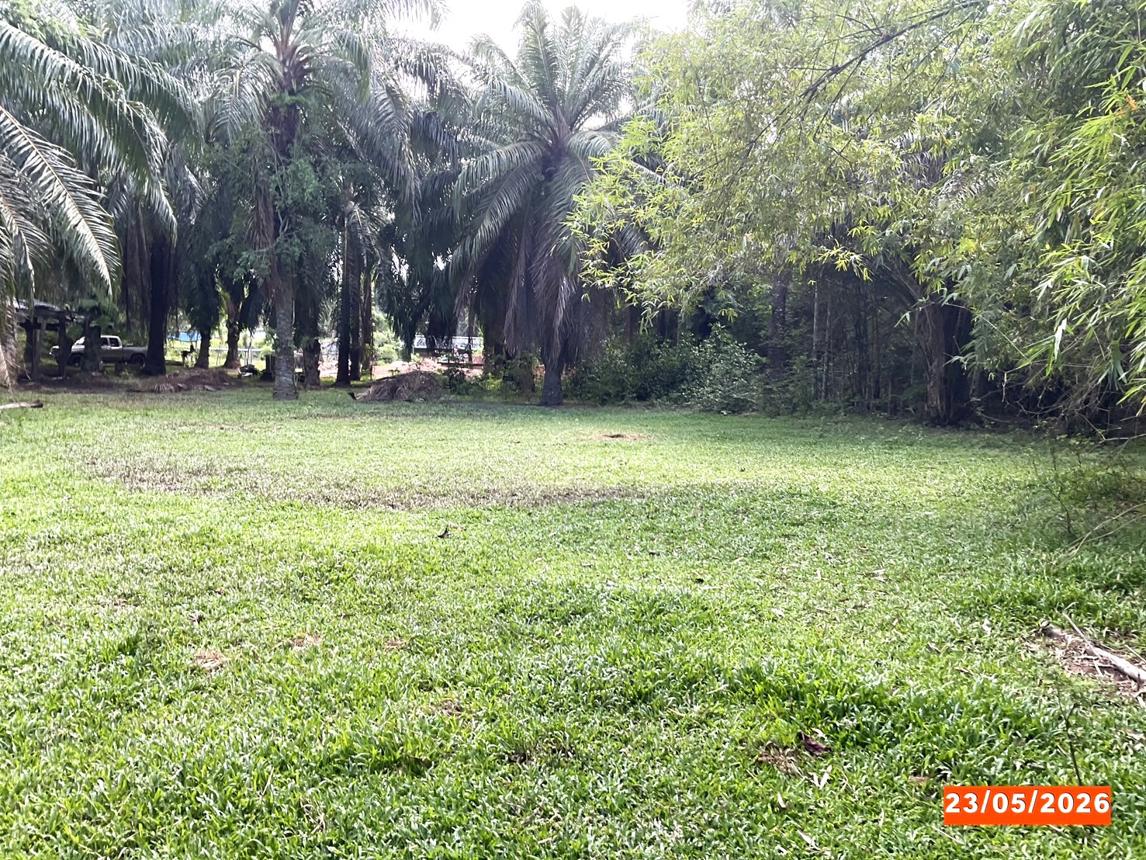 รูป ที่ดินว่างเปล่า 279.8 ตร.วา วังวิเศษ ตรัง 602,000 - รูปที่ 11/15