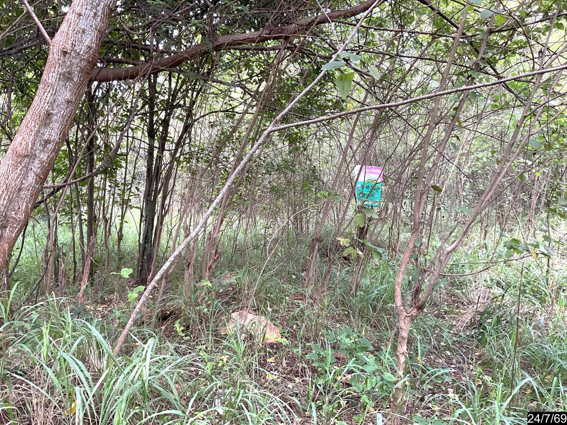 picture LAND 929 Sq.w. Pak Chong Nakhon Ratchasima for 4.4M - 14/19