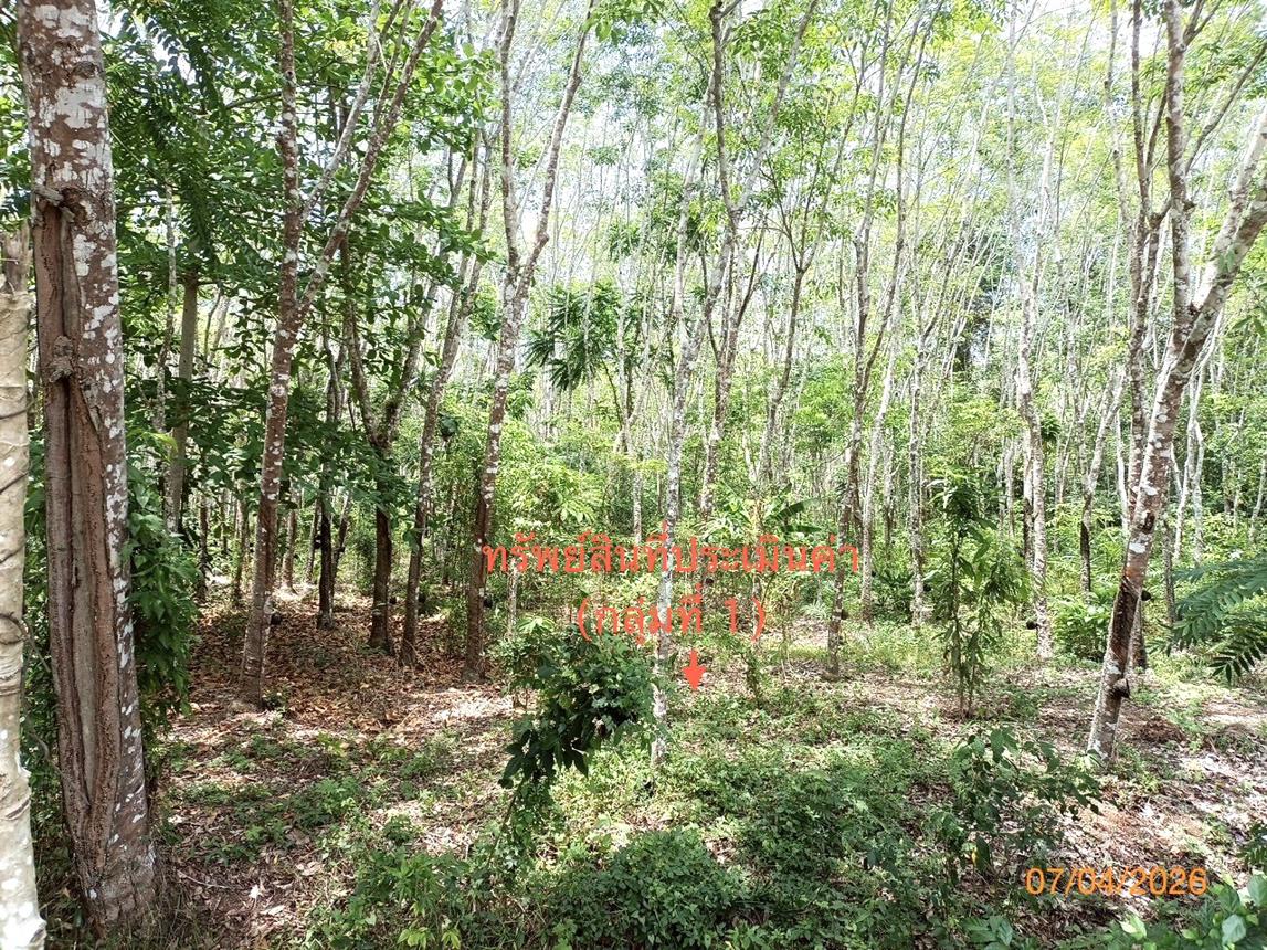 picture LAND 6005.3 Sq.w. Thung Song Nakhon Sri Thammarat for 6.3M - 14/25