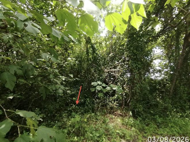 รูป ที่ดินว่างเปล่า 850 ตร.วา บ้านยุพนัย แก่งคอย สระบุรี 2.2M - รูปที่ 8/21