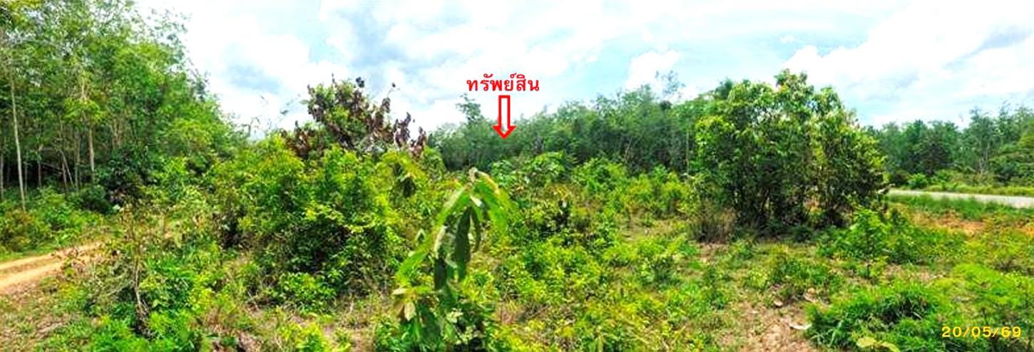 รูป สวนเกษตร 1539 ตร.วา แม่ลาน ปัตตานี 1.4M - รูปที่ 15/23