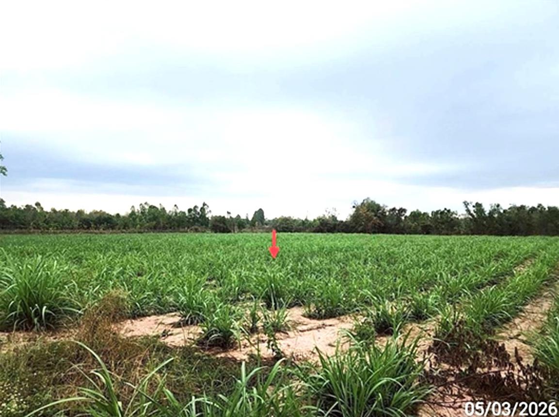 picture LAND 5154 Sq.w. Phon Thong Roi Et for 3.9M - 12/19