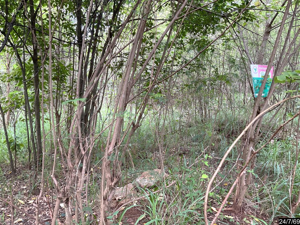 picture LAND 929 Sq.w. Pak Chong Nakhon Ratchasima for 4.4M - 13/19