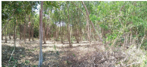 picture PROPERTY 21178 Sq.w. Watthana Nakhon Srakaeo for 81.5M - 11/20