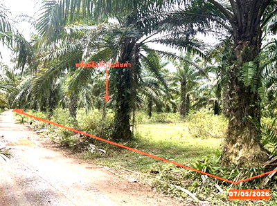 ที่ดิน นครศรีธรรมราช : ที่ดินว่างเปล่า 3169 ตร.วา ทุ่งสง นครศรีธรรมราช 1.8M