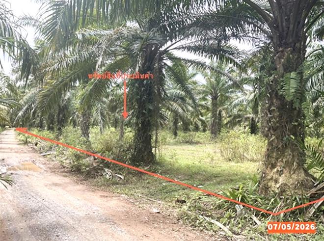 รูป ที่ดินว่างเปล่า 3169 ตร.วา ทุ่งสง นครศรีธรรมราช 1.8M - รูปที่ 1/15
