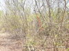 listing thumbnail image 13