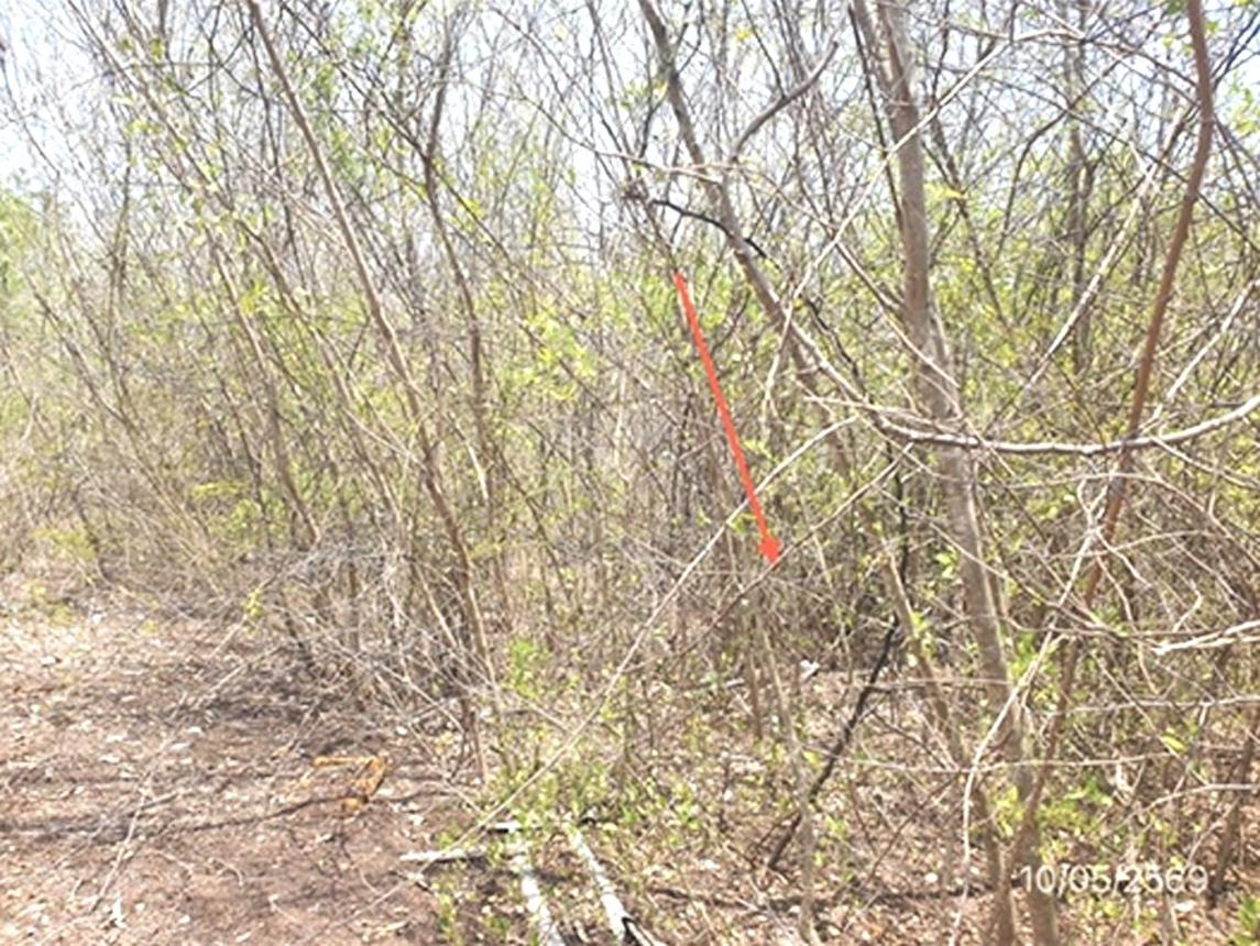 picture LAND 746 Sq.w. Mae Tha Lamphang for 996,000 - 14/25