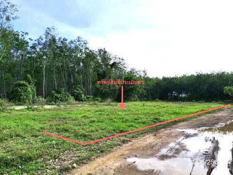 LAND 461.5 Sq.w. Khlong Hoi Khong Songkhla for 1.3M