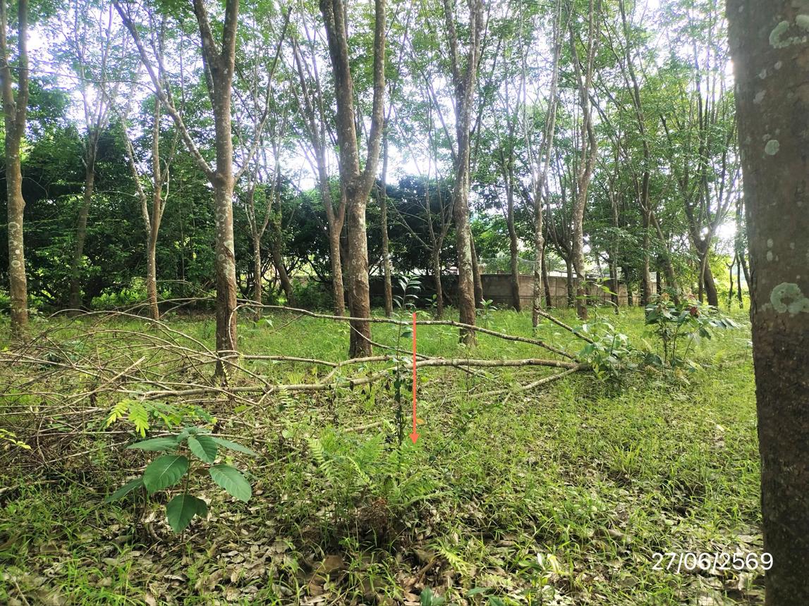 รูป ที่ดินว่างเปล่า 1070 ตร.วา ภูซาง พะเยา 2M - รูปที่ 17/23