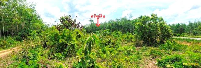 รูป สวนเกษตร 1539 ตร.วา แม่ลาน ปัตตานี 1.4M - รูปที่ 6/23