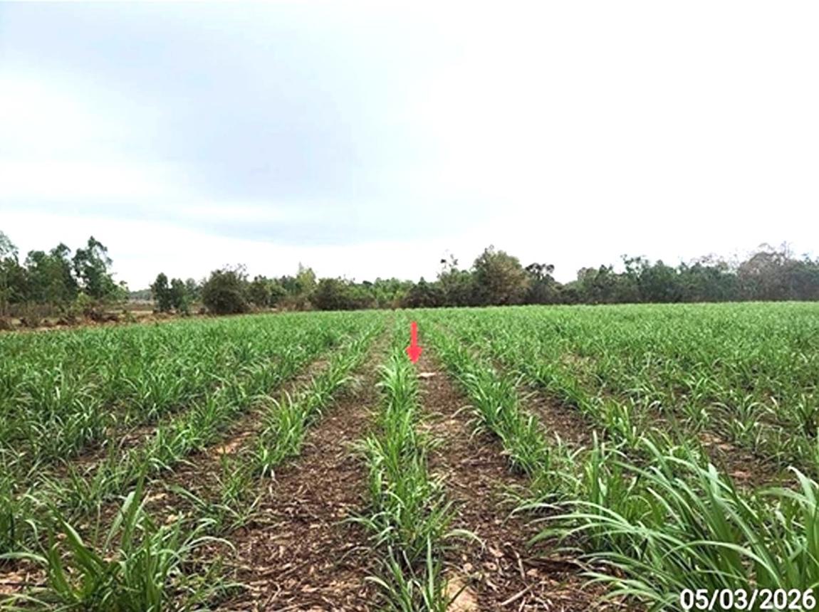 picture LAND 5154 Sq.w. Phon Thong Roi Et for 3.9M - 13/19