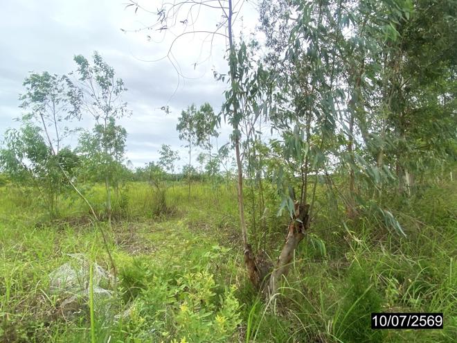 picture LAND 12067 Sq.w. Kut Chap Udon Thani for 4.5M - 9/21