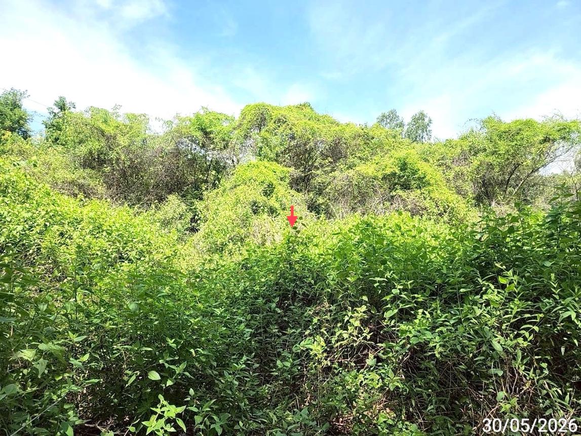 picture LAND 1753 Sq.w. Chiang Yun Maha Sarakham for 14.7M - 12/21