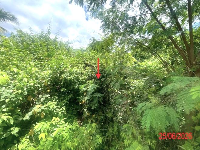 picture LAND 1248 Sq.w. Ban Hong Lamphun for 712,000 - 5/13