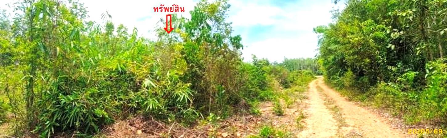 รูป สวนเกษตร 1539 ตร.วา แม่ลาน ปัตตานี 1.4M - รูปที่ 17/23