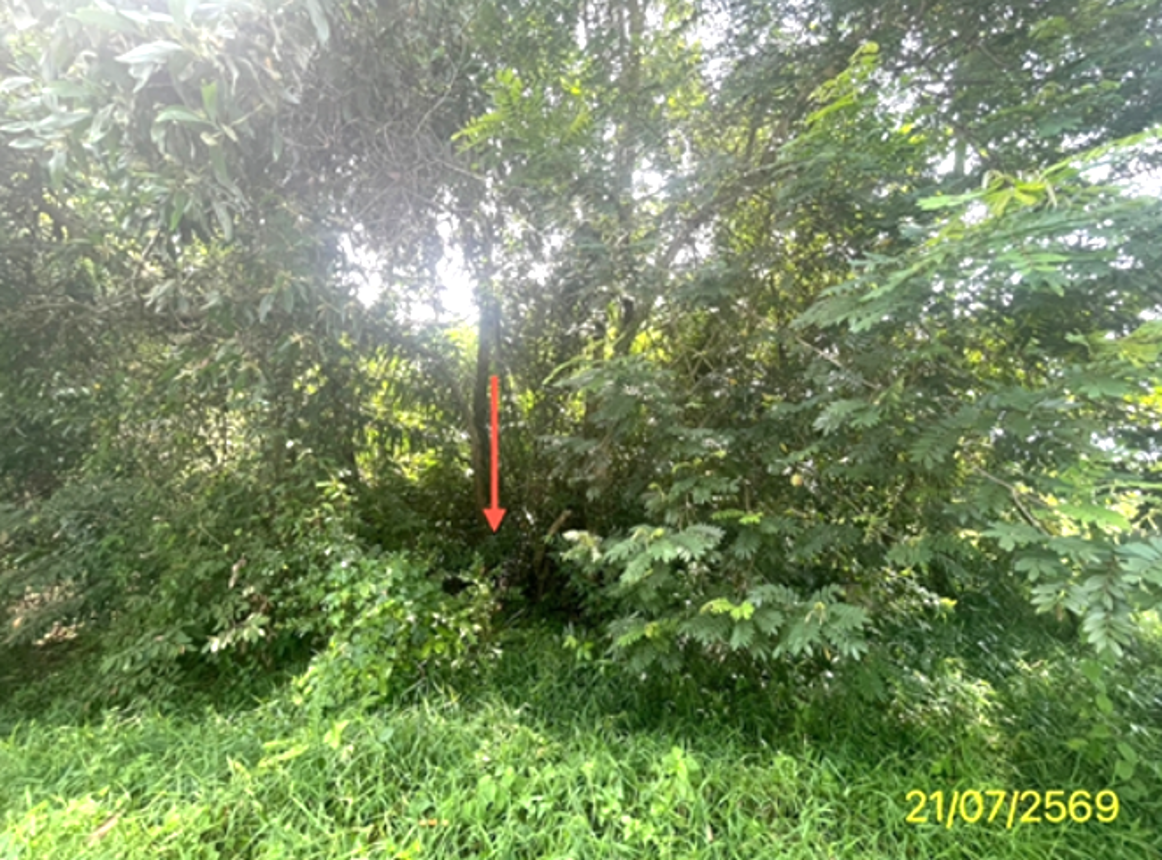 picture LAND 149 Sq.w. Bang Klam Songkhla for 1.5M - 10/15
