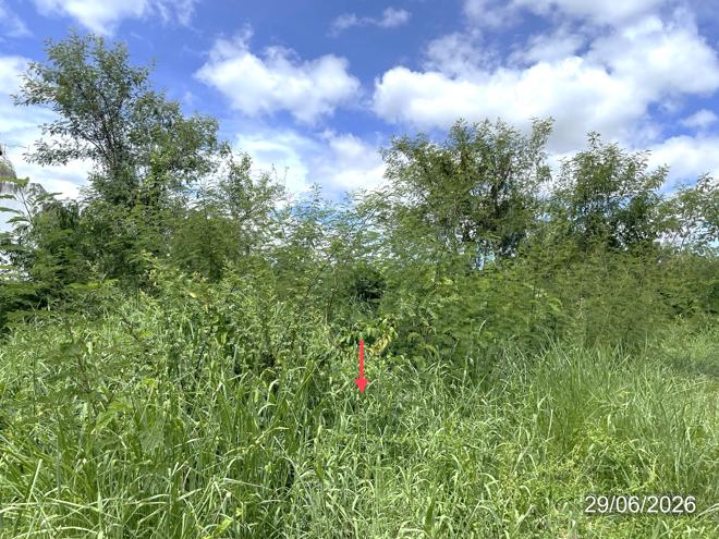 รูป ที่ดินว่างเปล่า 592.8 ตร.วา เมืองสุโขทัย สุโขทัย 16.6M - รูปที่ 7/19