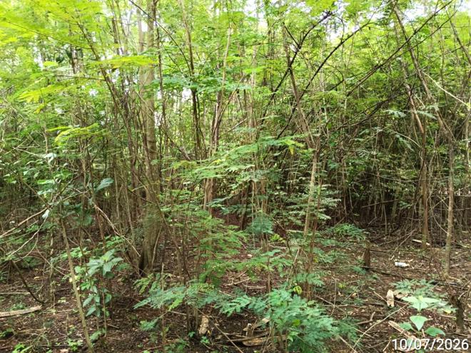 picture LAND 223 Sq.w. Noen Maprang Phitsanulok for 959,000 - 5/19