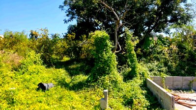 ที่ดิน ตึกคอม ชลบุรี : ขายที่ดิน 250 ตรว ชลบุรี บ้านสวน หนองข้างคอก 4 เหมาะทำบ้านพักอาศัย