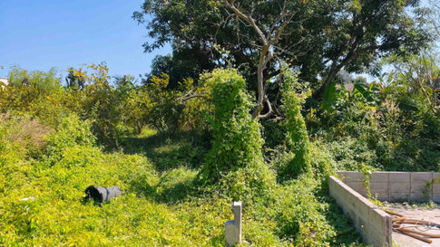 ขายที่ดิน 250 ตรว ชลบุรี บ้านสวน หนองข้างคอก 4 เหมาะทำบ้านพักอาศัย