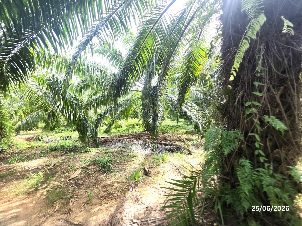 picture LAND 3019 Sq.w. Don Sak Surat Thani for 4.5M - 14/25