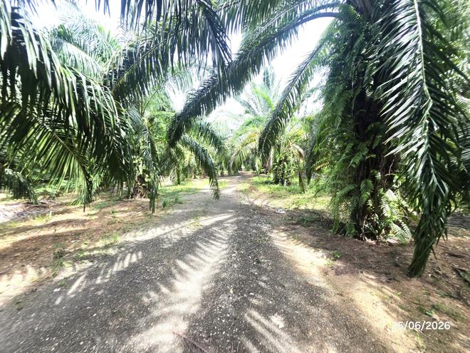picture LAND 3019 Sq.w. Don Sak Surat Thani for 4.5M - 5/25