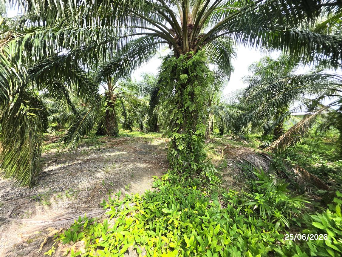 picture LAND 3019 Sq.w. Don Sak Surat Thani for 4.5M - 19/25