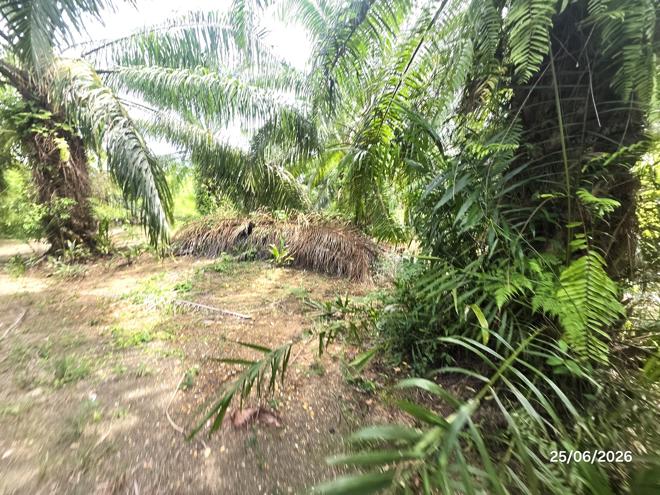 picture LAND 3019 Sq.w. Don Sak Surat Thani for 4.5M - 7/25