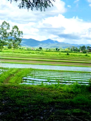 ที่ดิน สันกำแพง เชียงใหม่ : ขายที่ดิน เชียงใหม่ ใกล้เมือง เหมาะสร้างบ้าน ธรรมเลดี