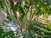 listing thumbnail image 47
