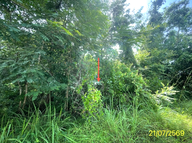 picture LAND 149 Sq.w. Bang Klam Songkhla for 1.5M - 6/15