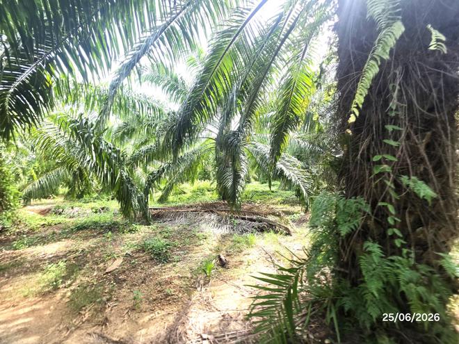 picture LAND 3019 Sq.w. Don Sak Surat Thani for 4.5M - 4/25