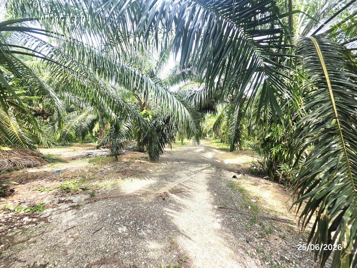 picture LAND 3019 Sq.w. Don Sak Surat Thani for 4.5M - 18/25