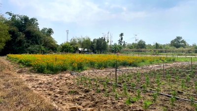 ที่ดิน เมืองระยอง ระยอง : ขาย ที่ดินอุตสาหกรรม 38-3-79.3 ไร่ ทำเลมาบตาพุด จังหวัดระยอง
