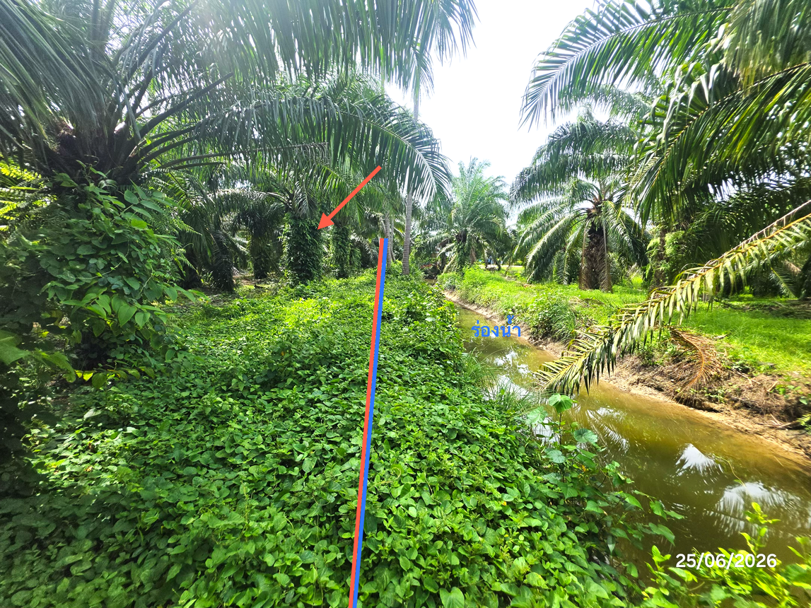 picture LAND 3019 Sq.w. Don Sak Surat Thani for 4.5M - 21/25