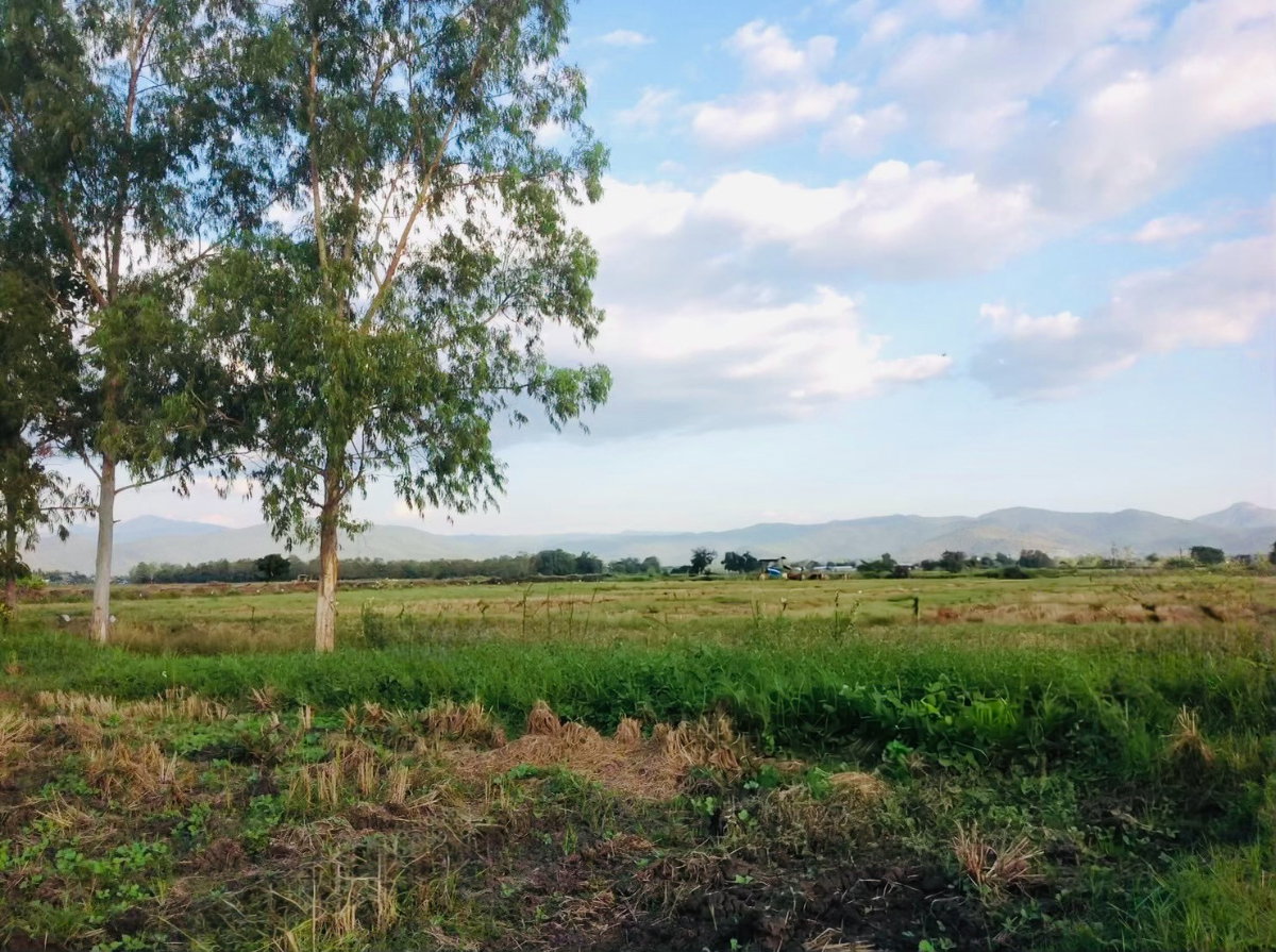 picture Selling land in chiangmai prime location near city - 2/10