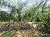 listing thumbnail image 19
