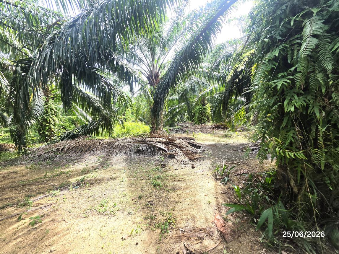 picture LAND 3019 Sq.w. Don Sak Surat Thani for 4.5M - 16/25