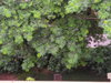 listing thumbnail image 23